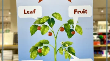 تعرف على أجزاء النبات