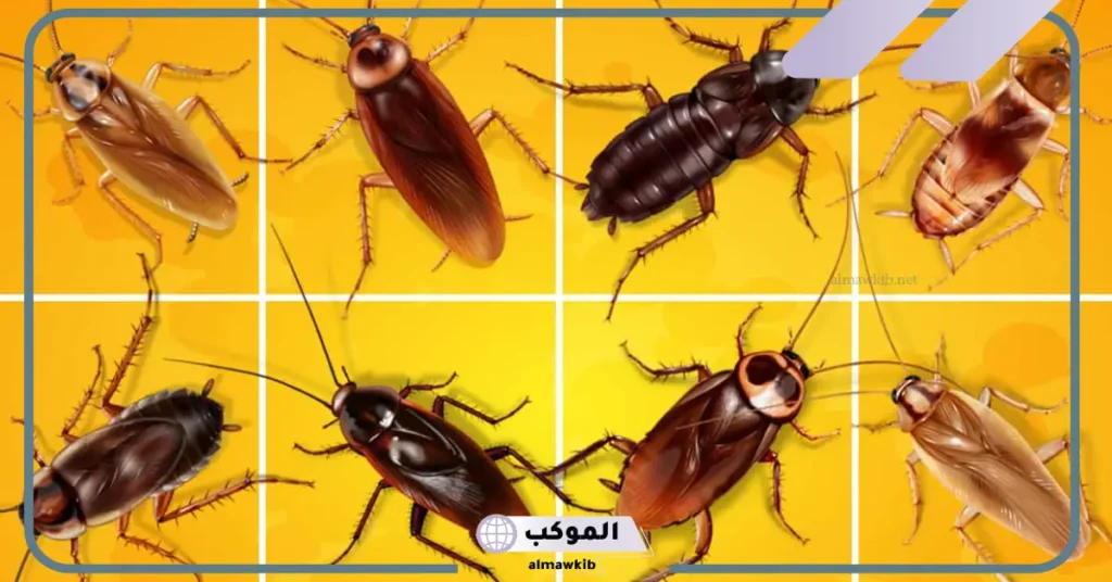 تفسير حلم الصراصير للعزباء في المنام والهروب منها للعالم ابن سيرين 6 تفسير حلم الصراصير في البيت للعزباء