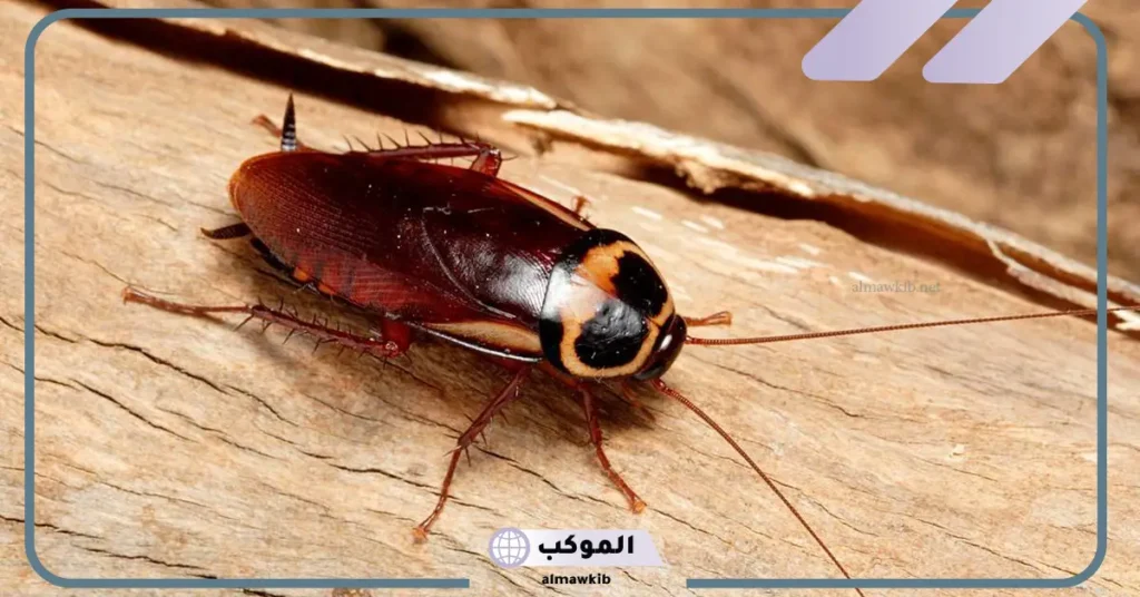 رؤية الصرصور في المنام للمطلقة