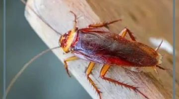 تفسير حلم رؤية الصرصور