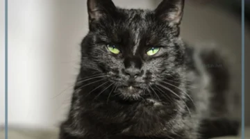 تفسير قط أسود