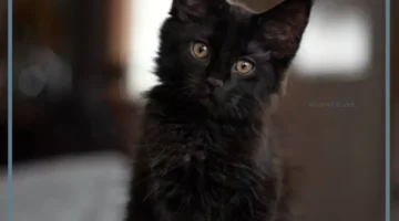تفسير قط اسود صغير