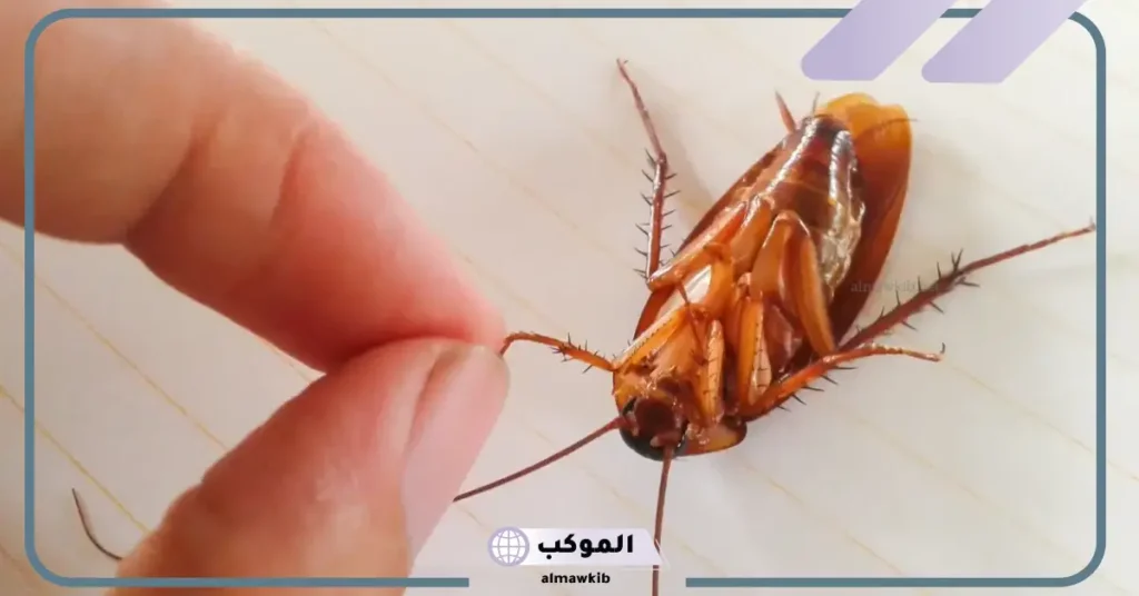 الصراصير في الحلم للمطلقة