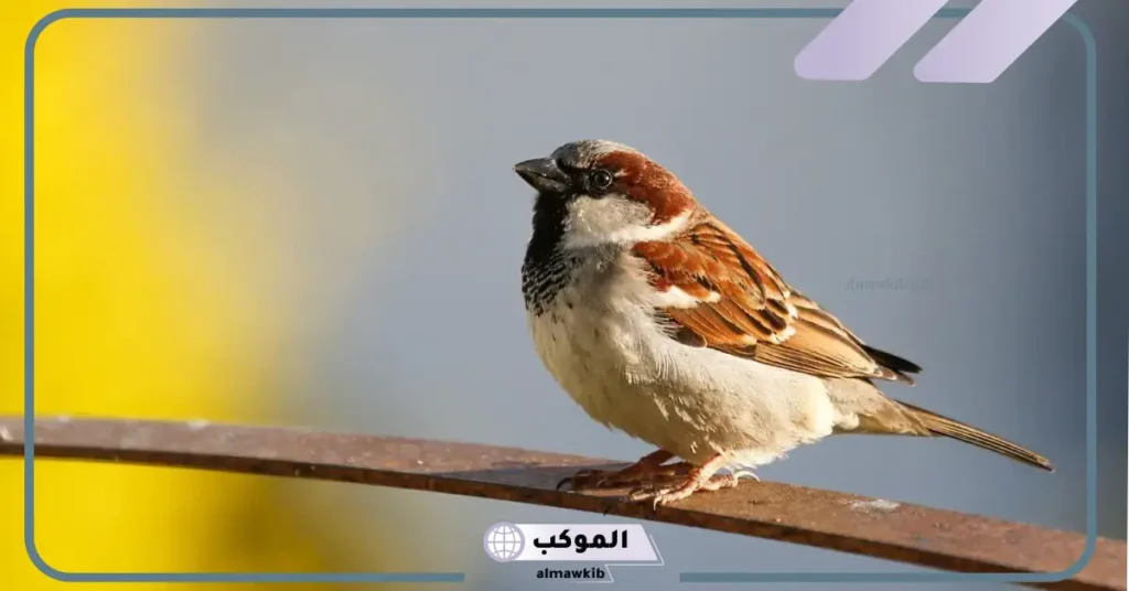 رؤية العصفور في المنام للعزباء