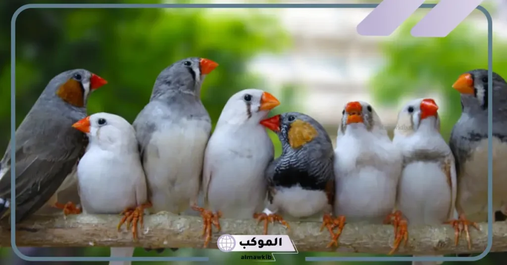 العصافير في المنام للحامل