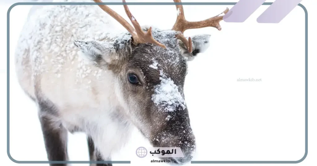 معلومات عن حيوان الرنا وأهم صفاته.. لماذا سمي غزال الرنة بهذا الاسم 5 ما هو حيوان الرنة