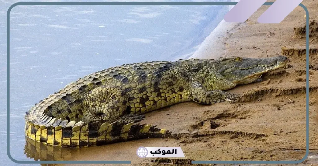 هل التمساح برمائي