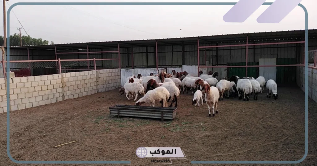 ما هو اسم حظيرة الغنم؟ كيفية بناء حظائر الاغنام 5 مساحة حظيرة الغنم