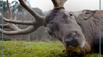 حقائق ومعلومات عن الرنة