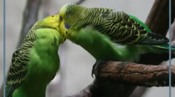 حلم العصافير الجميلة