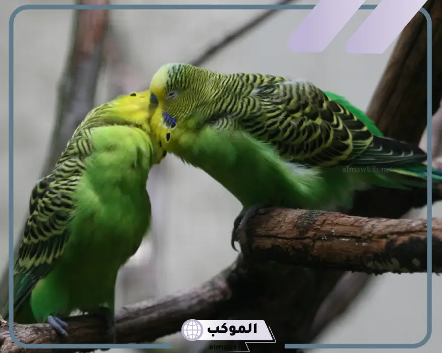 تفسير العصافير في المنام لابن سيرين