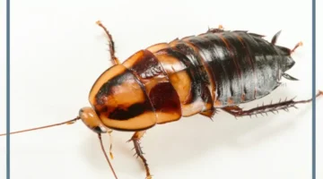 حلم صراصير للعزباء