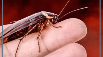 حلم صرصار كبير