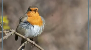 حلم عصفور ملون