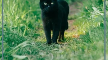 حلم قطة سوداء للسيدة