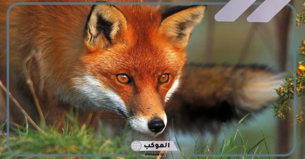 انواع الثعالب ومعلومات وحقائق عن حياتها 5 ثعلب أحمر