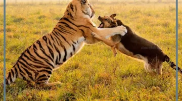 حياة الحيوان القارت