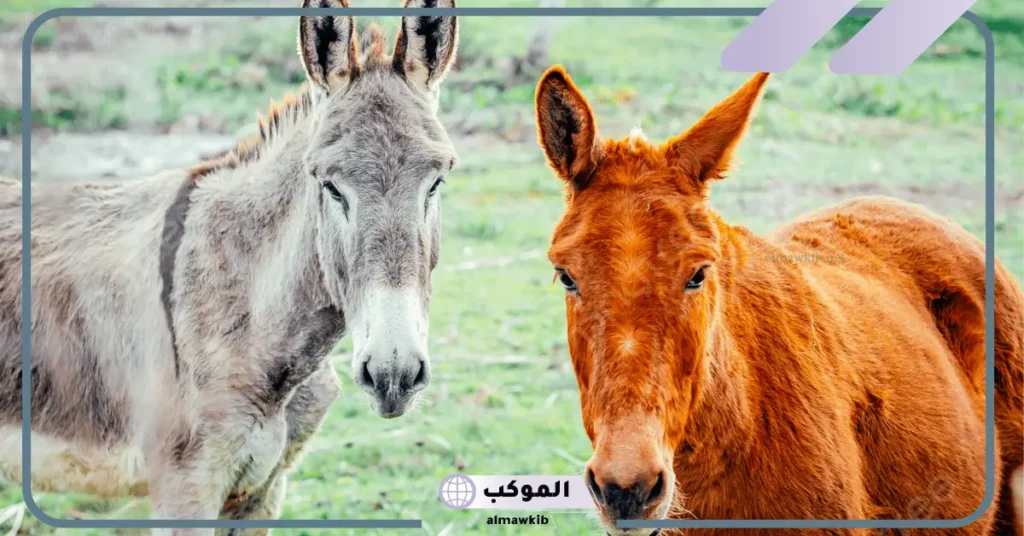 ما هو الفرق بين البغل والكديش من حيث الصفات العامة والشكلية والسلوكية 6 الفرق بين البغل والكديش من حيث الصفات العامة