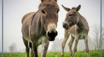 حيوان الكديش