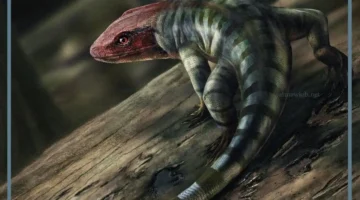 خصائص الزواحف