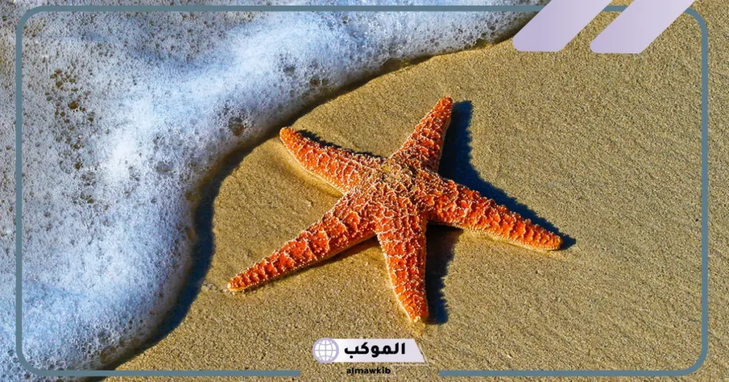 مقدمة بحث عن خصائص شوكيات الجلد