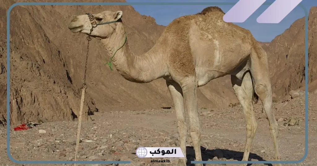 تفسير حلم الناقة للمتزوجة