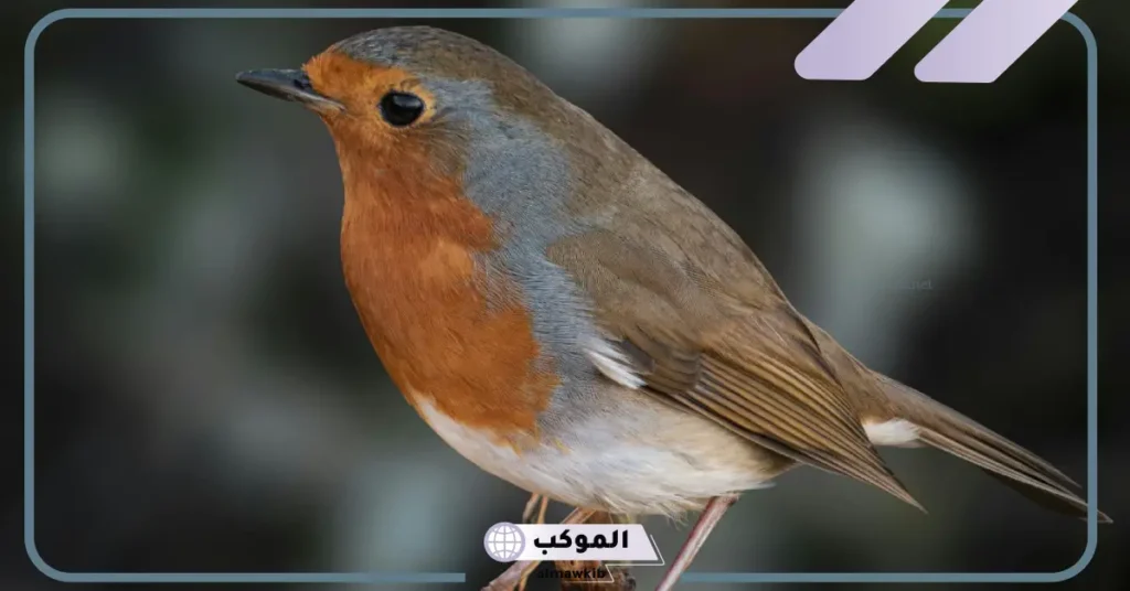 تفسير حلم العصفور في اليد للرجل المتزوج