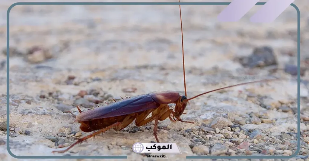 تفسير حلم الصراصير في البيت وقتلها