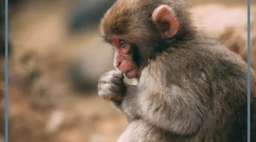 دلالة وتفسير رؤية القرد