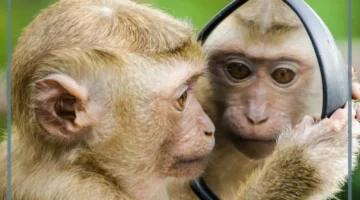 رؤية القرد في الحلم