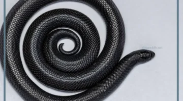 رمز حلم ثعبان اسود