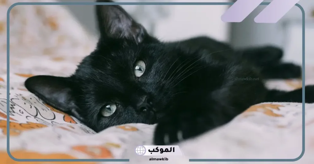 تفسير الحلم بقط اسود كبير في المنام للمرأة المتزوجة والعزباء 6 رؤية القط الأسود في المنام للمتزوجة