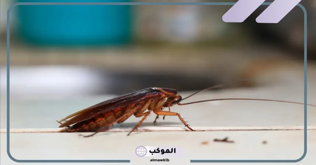 الصراصير في المنام للعزباء