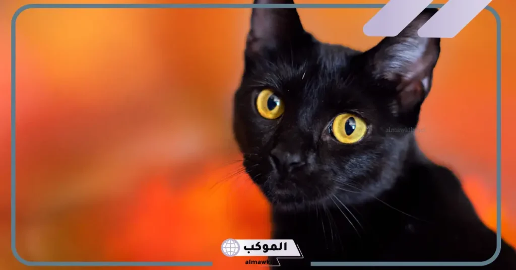 القط الأسود في المنام للرجل