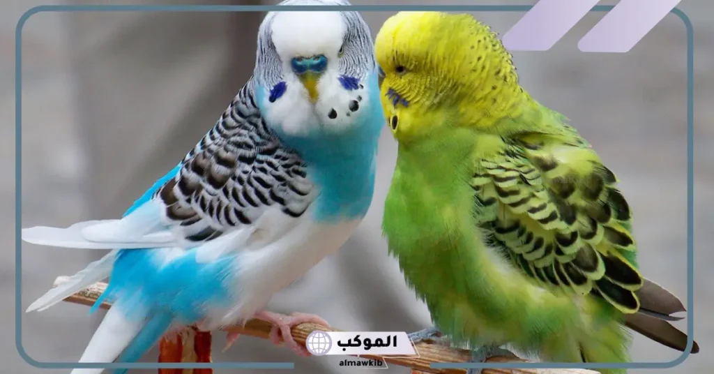 رؤية العصفور في المنام للعزباء