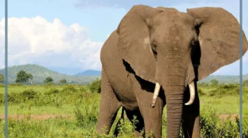 سلوكيات أنثى الفيل