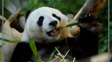 شكل حيوان الباندا