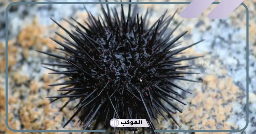 تعريف شوكيات الجلد