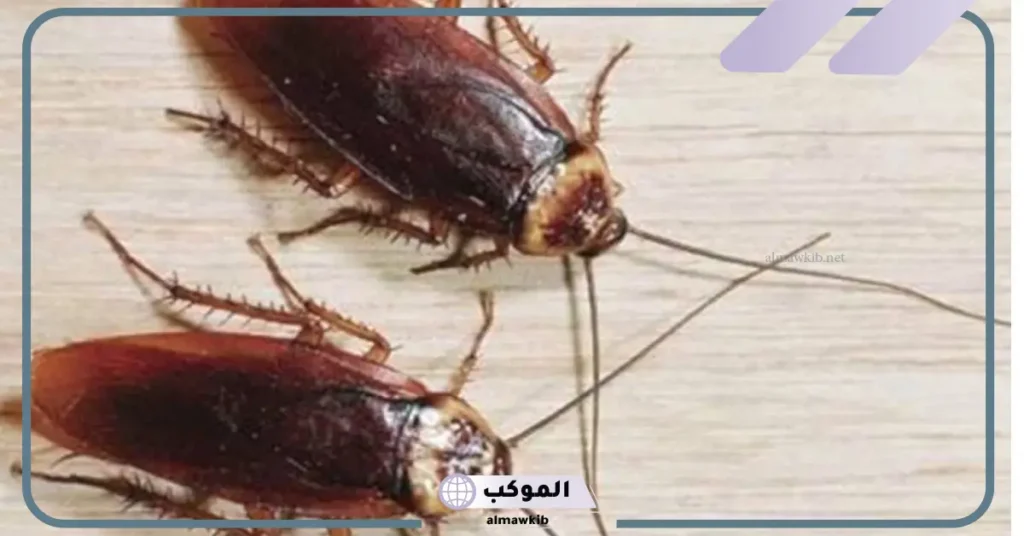 الصراصير في المنام للعزباء