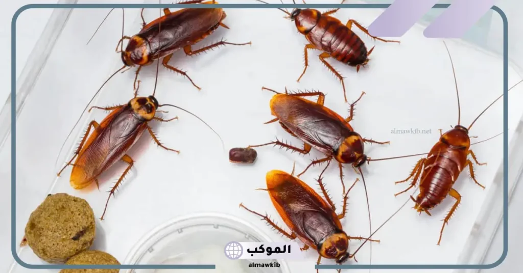 رؤية الصراصير في المنام للمتزوجة وقتلها