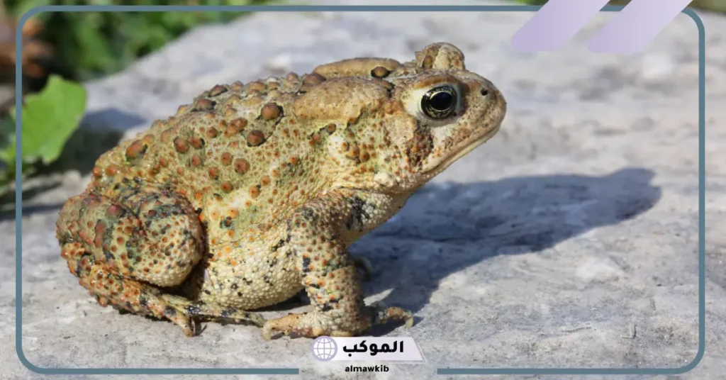 ماذا يسمى صغير الضفدع؟ أسماء الضفادع في اللغة العربية 6 مراحل تطور صغير الضفدع