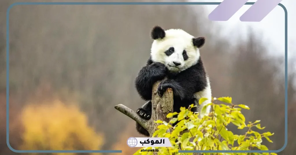 معلومات عن الباندا وحياتها.. ماذا يأكل الباندا وأين يعيش؟ 5 معلومات غريبة عن الباندا