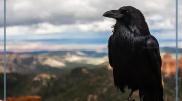 صوت يصدره الغراب