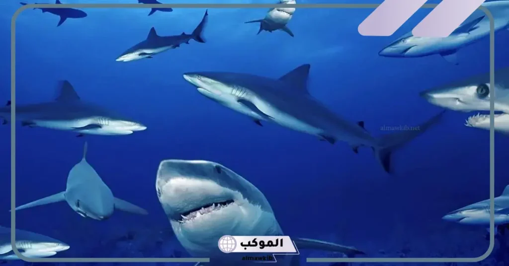 رؤية سمك القرش في المنام للمتزوجة