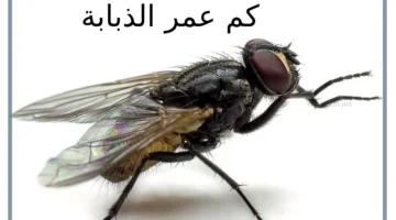 عمر الذباب