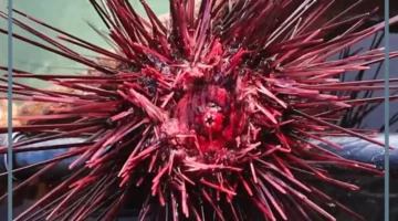 فوائد شوكيات الجلد