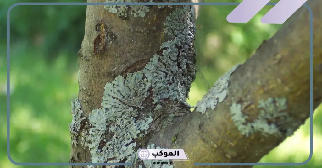 ما هو اللحاء؟ أهم فوائد لحاء الشجر والخشب 5 اين يوجد اللحاء في النبات