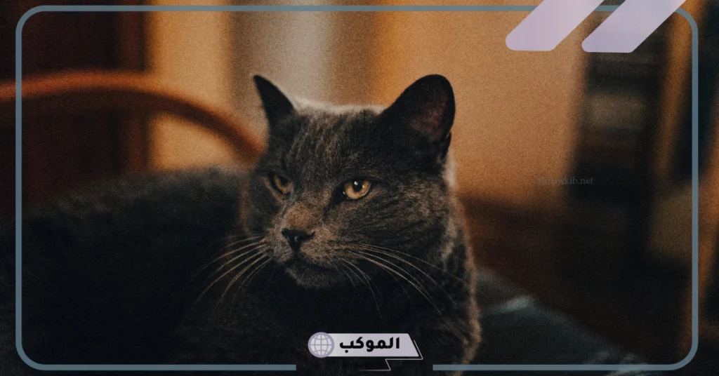 رؤية القط الأسود في المنام للمتزوجة 