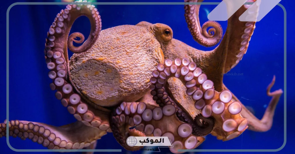 ما هي اكبر مجموعه في اللافقاريات؟ أنواع اللافقاريات وأهميتها 5 أنواع اللافقاريات