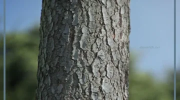 لحاء الشجرة